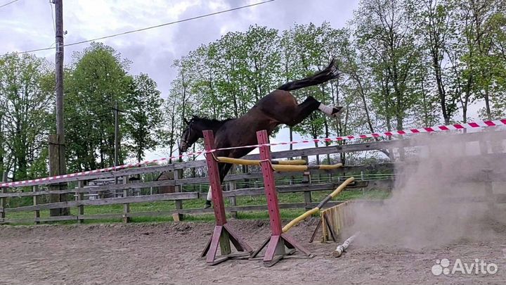 Продам лошадь