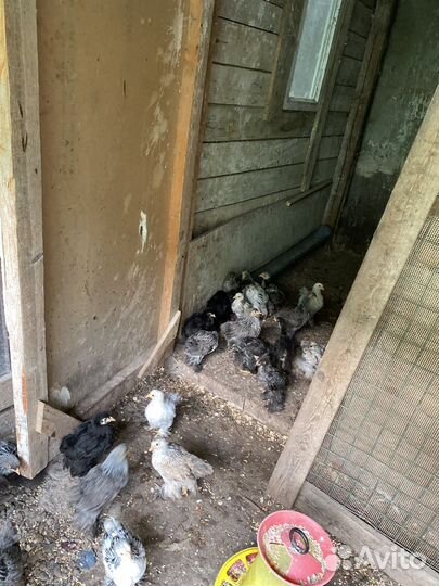 Цыплята брама