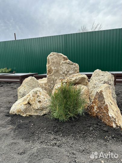 Сосна горная