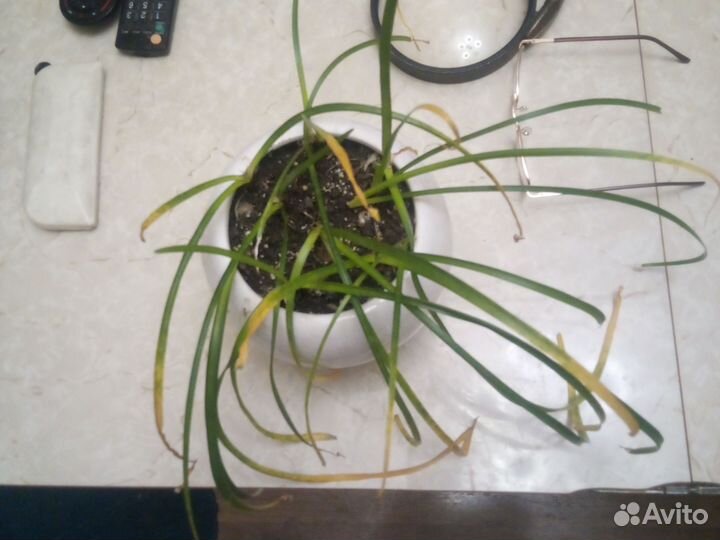 Зефирантес