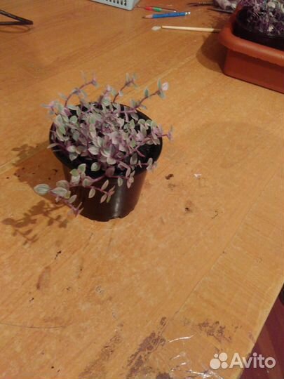 Каллизия розовая пантера