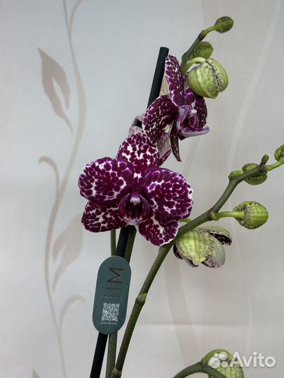 Орхидея фаленопсис