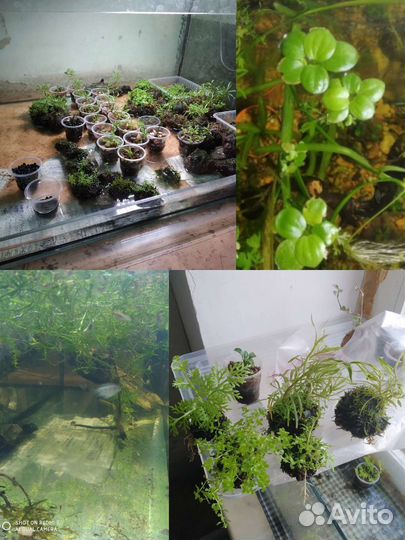 Аквариумные рыбки