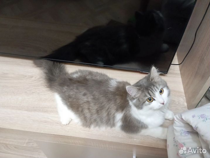 Котенок в добрые руки