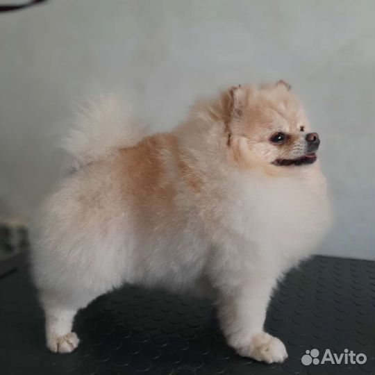 Стрижка животных