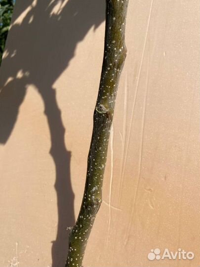 Саженцы яблони Айдаред М М-9