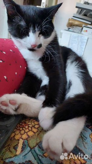 Счастливый Феликс в добрые руки