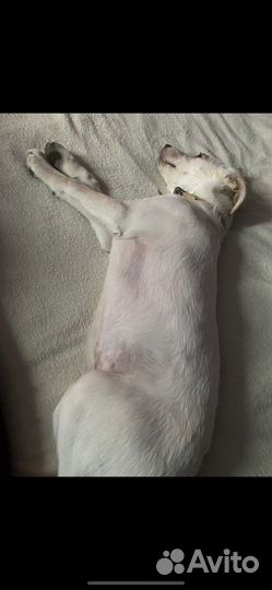 В добрые руки