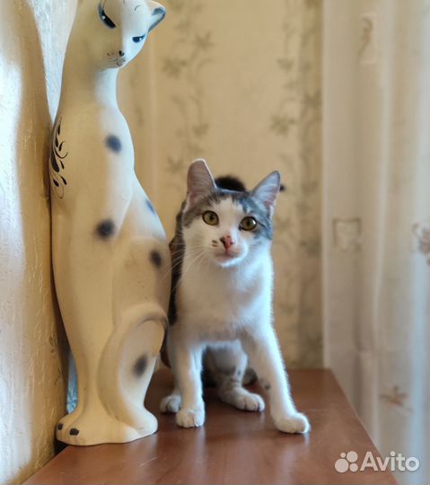 Котик бесплатно в добрые руки