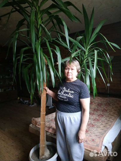 Юкка комнатная