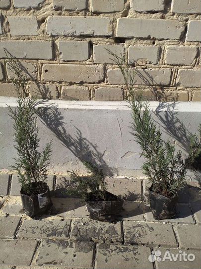 Можжевельник казацкий