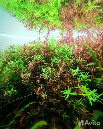 Аквариум ADA, флорариум, аквариумные растения