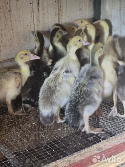 Утки бройлерные. подрощенные