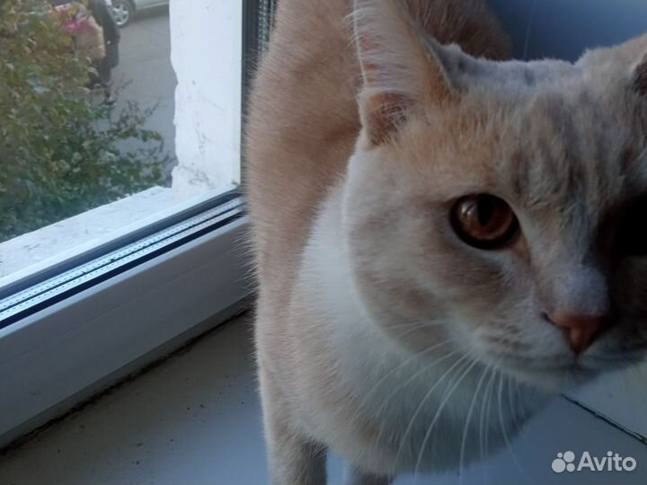 Отдам кота в добрые руки