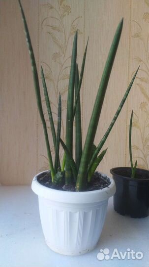 Сансевиерия цилиндрика