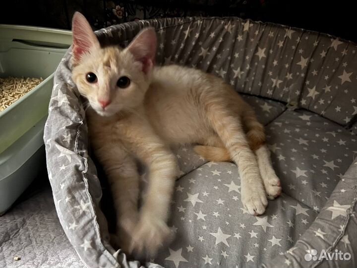 Пеппи (котёнок, 3 месяца)