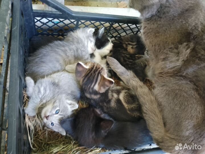 Котята в добрые ручки (бесплатно)