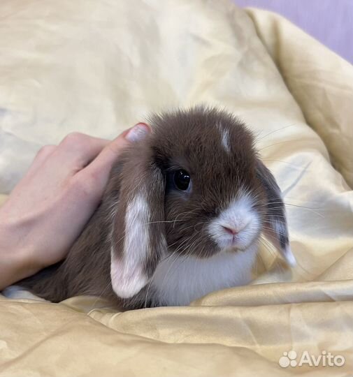 Декоративные вислоухие крольчата, супер мини