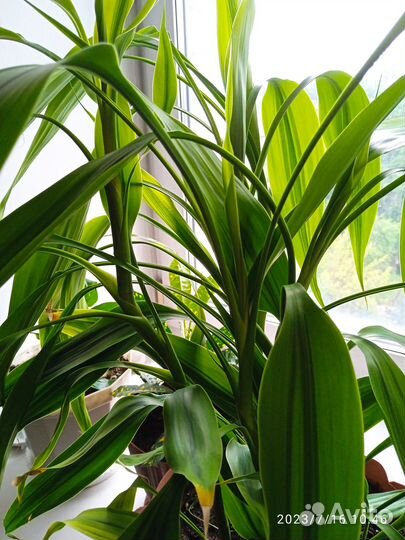 Продам цветы домашние