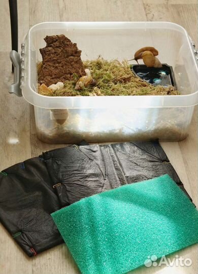 Ахатина занзибарика Сьерра + террариумы