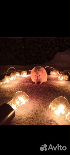 Аренда ретро-гирлянды