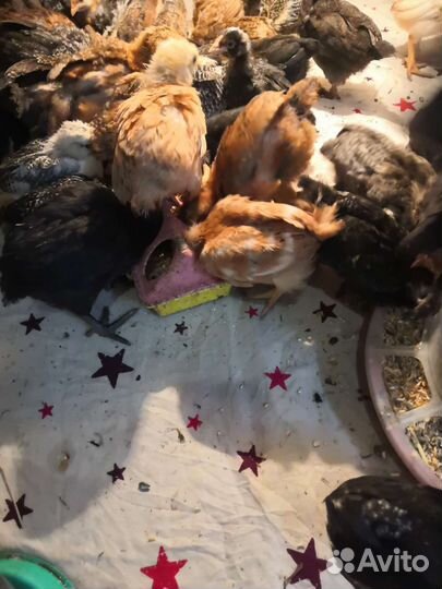 Цыплята 1месяц