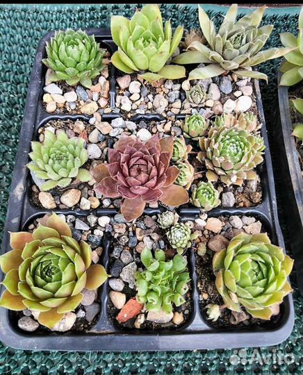 Молодило каменная роза