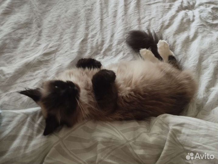 Священная бирма вязка