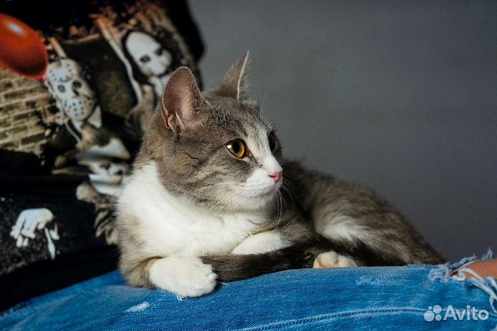 Кошка ищет дом