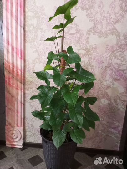 Крупный сингониум на опоре