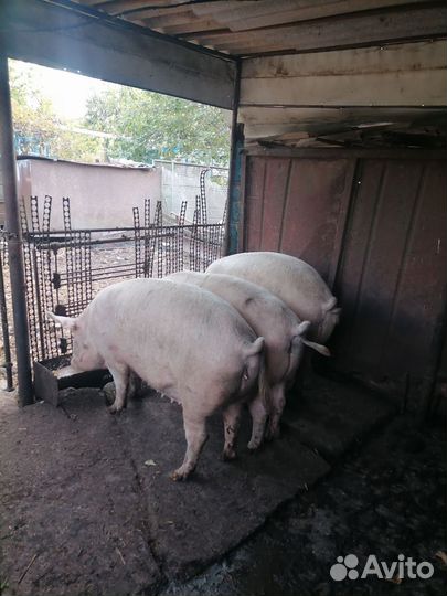 Свиноматки