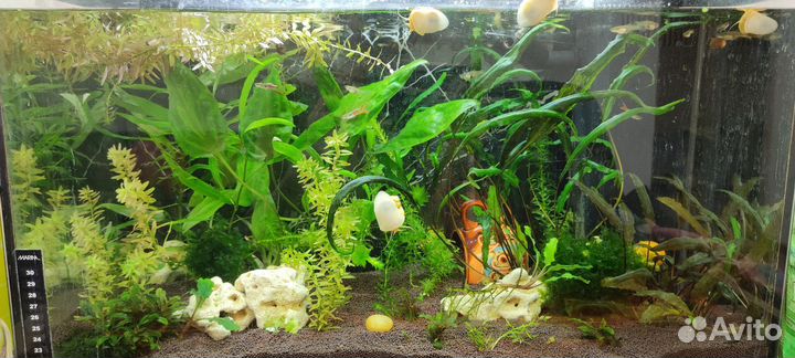 Растения для аквариума