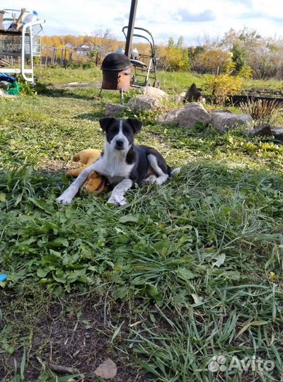 Отдам щенка в хорошие руки