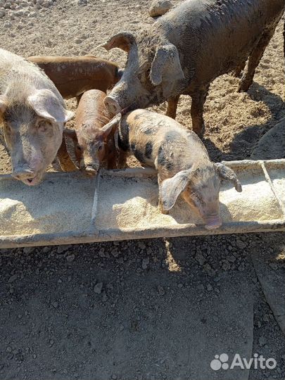 Продам поросят