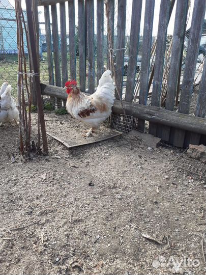 Молодые петухи