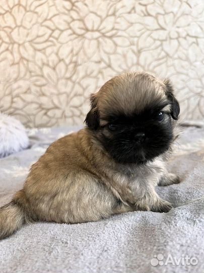 Щенки пекинеса
