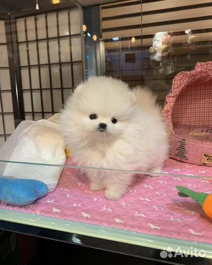 Эксклюзивные VIP мини шпицы беби фейс