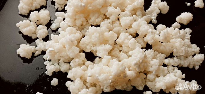 Тибетский молочный гриб