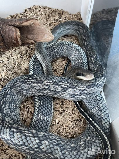 Тонкохвостый полоз Blue Beauty