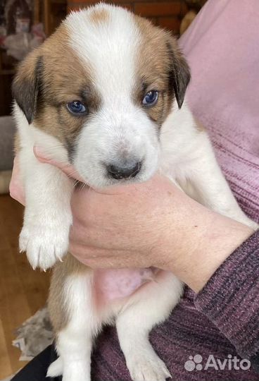 Собаки (кобели, мальчики) в добрые руки