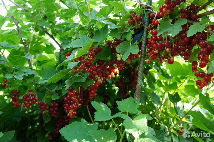 Саженцы красной смородины