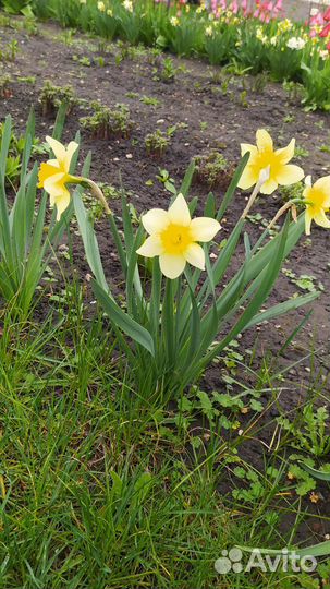 Нарциссы