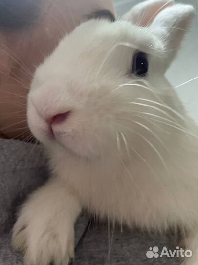 Декоративные кролики в добрые руки