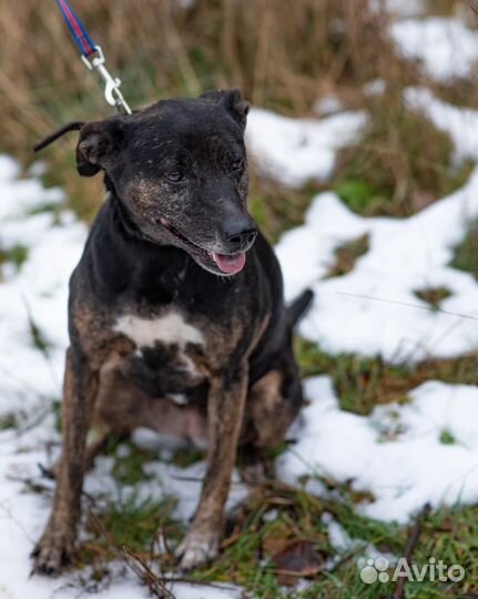 Магда ищет дом