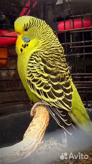 Пары амадин Гульда(проданы) и Чехов