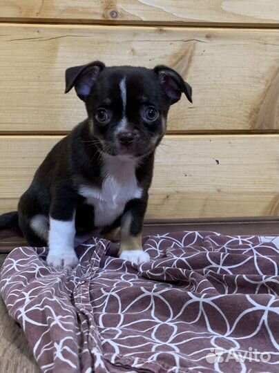 Чихуахуа мальчик с документами