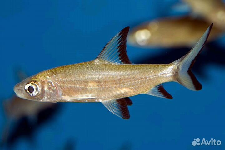 Барбус Акулий Балу (Balantiocheilos melanopterus)