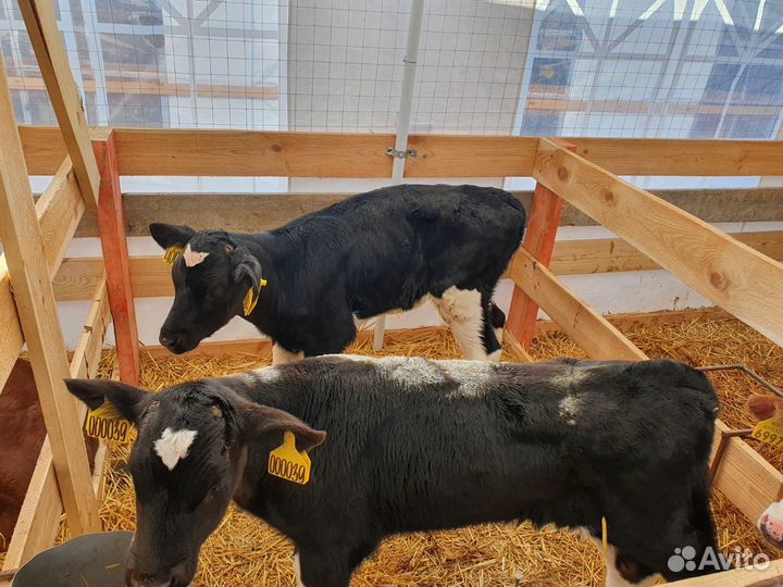 Телята и бычки на мясо