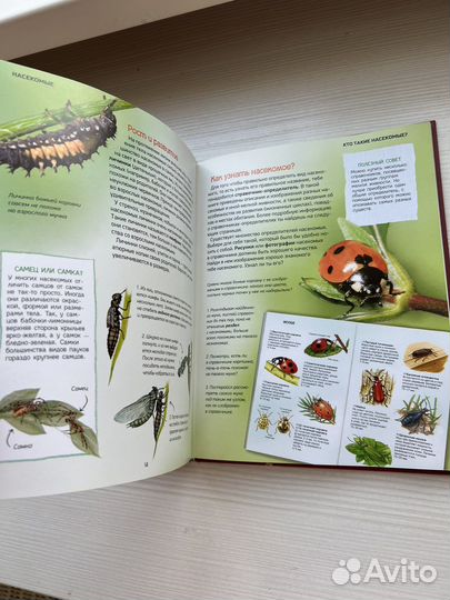 Насекомые. Детская энциклопедия