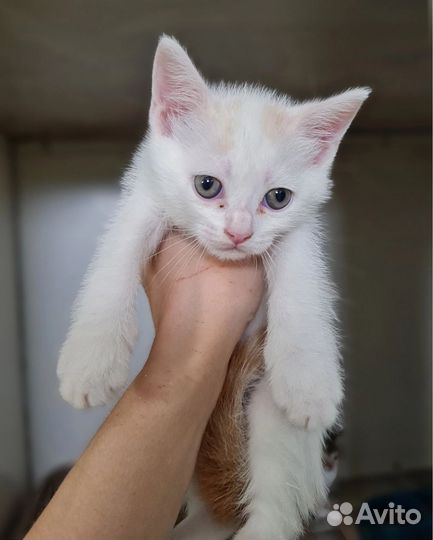 Кошка в дар бесплатно